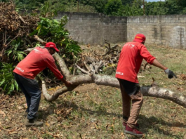 Recolectan más de mil 900 toneladas de desechos sólidos