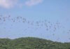 aves