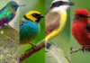 Venezuela se posiciona en el quinto lugar global en avistamiento de aves