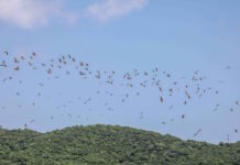 aves