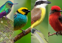 Venezuela se posiciona en el quinto lugar global en avistamiento de aves Venezuela se posiciona en el quinto lugar global en avistamiento de aves