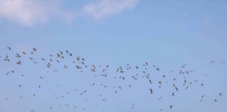 aves