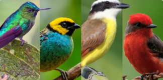 Venezuela se posiciona en el quinto lugar global en avistamiento de aves
