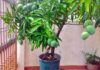 El árbol con más aroma del mundo: Cómo cultivarlo en maceta y reinventar tu balcón