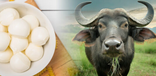 queso búfala