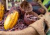 Destacan a Venezuela como el epicentro comercial del cacao Destacan a Venezuela como el epicentro comercial del cacao