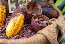 Destacan a Venezuela como el epicentro comercial del cacao