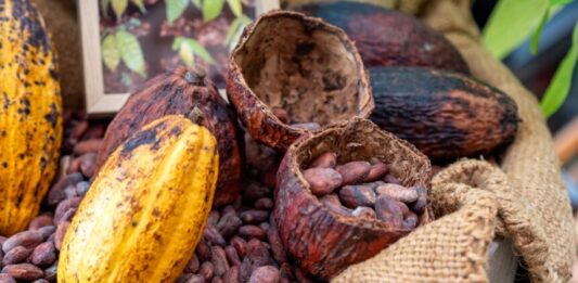 Destacan a Venezuela como el epicentro comercial del cacao
