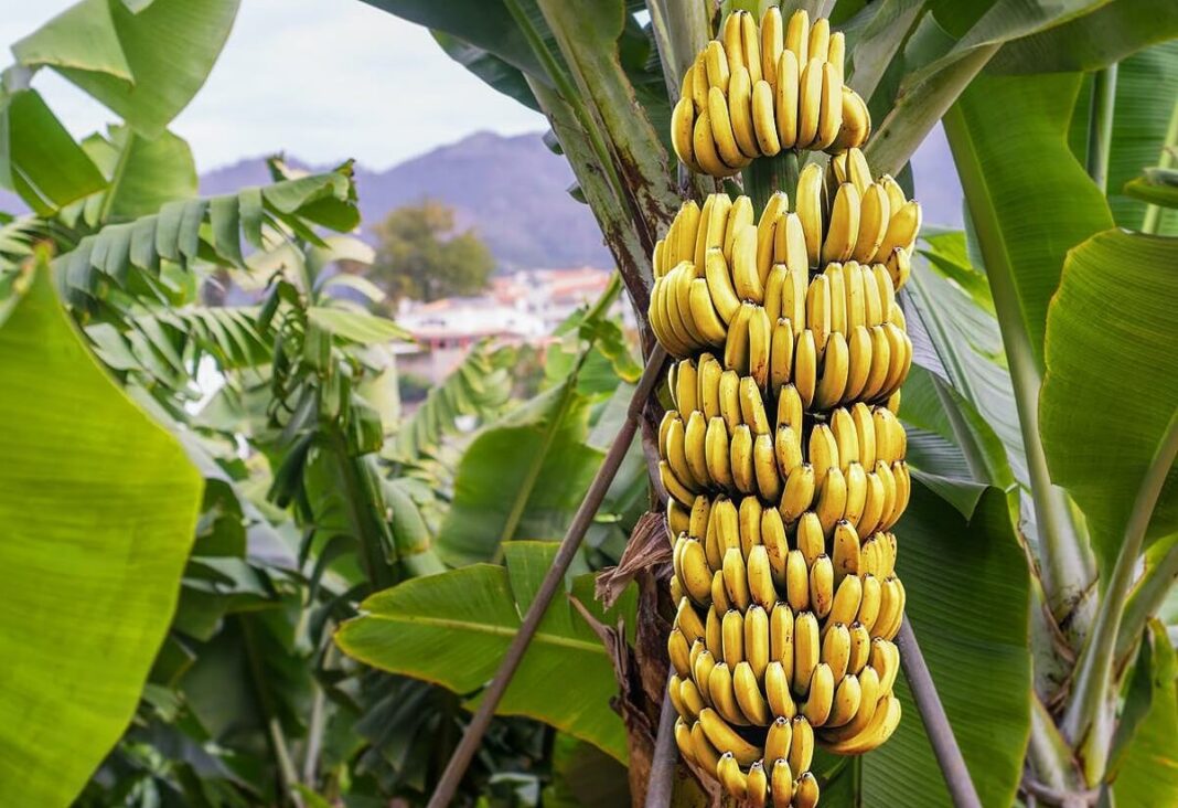 cambur cambur-banana-plátano