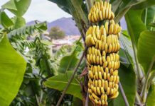 El cambur: la fruta más consumida del mundo a punto de desaparecer cambur-banana-plátano