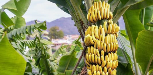 cambur-banana-plátano