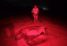 Registran en La Guaira desove de gran tortuga cardón desove tortuga cardón-La Guaira