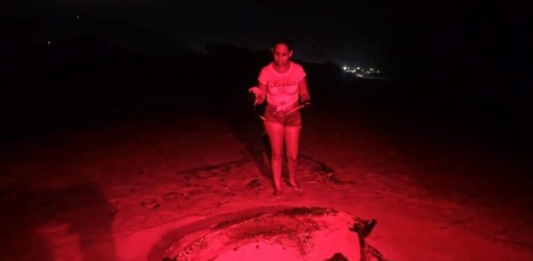 desove tortuga cardón-La Guaira