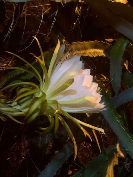 flor de cáctus