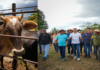 vacunación fiebre aftosa