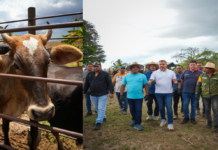 vacunación fiebre aftosa