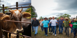 vacunación fiebre aftosa