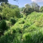 hacia el bosque-LAAR-Amanaú