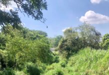 hacia el bosque-LAAR-Amanaú