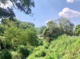 Antiguos cuentos de Amanaú | Luis Alberto Angulo hacia el bosque-LAAR-Amanaú