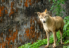 Lobos del Himalaya: el depredador que preocupa a la India