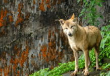 Lobos del Himalaya: el depredador que preocupa a la India