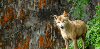 Lobos del Himalaya: el depredador que preocupa a la India
