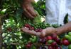 ¡CIFRA RÉCORD! Próxima zafra de café producirá casi 5 millones de quintales Reportan incremento en la producción del café venezolano