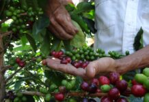 ¡CIFRA RÉCORD! Próxima zafra de café producirá casi 5 millones de quintales Reportan incremento en la producción del café venezolano