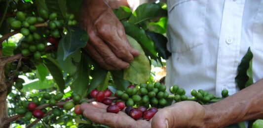 Reportan incremento en la producción del café venezolano