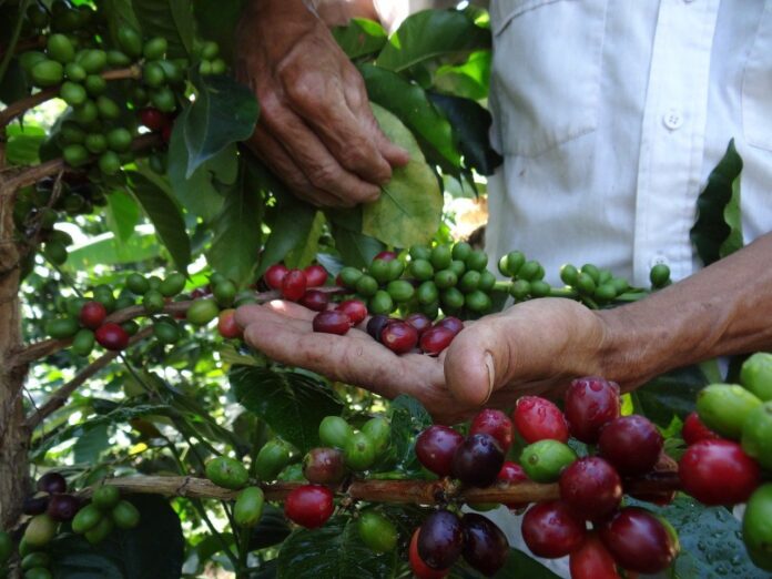 Reportan incremento en la producción del café venezolano