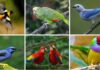 Venezuela busca superar récord de 889 especies de aves en el Global Big Day El Global Big Day 2026