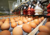 Venezuela crea su Consejo de Exportación tras incremento en producción de huevos y pollos venezuela-consejo-exportacion