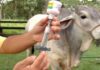 Vacuna contra fiebre aftosa