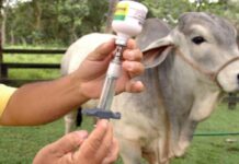 Vacuna contra fiebre aftosa