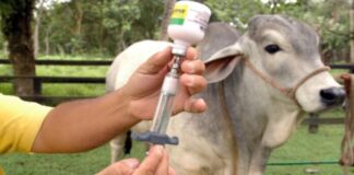 Vacuna contra fiebre aftosa