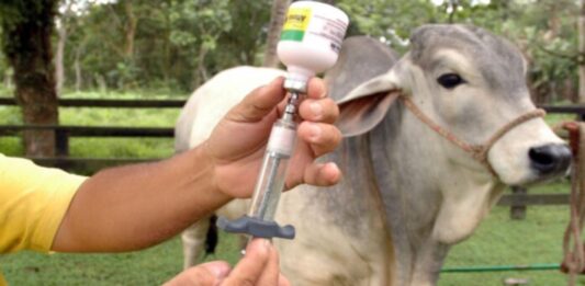 Vacuna contra fiebre aftosa