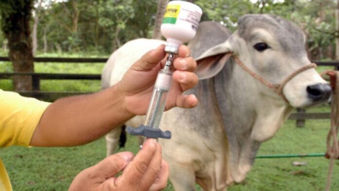 Vacuna contra fiebre aftosa