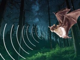 El ruido electromagnético de las ciudades y su relación con los murciélagos El ruido electromagnético