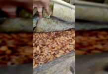 De esta manera el CENIDIC impulsa avances en el cacao