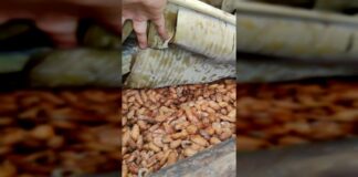 De esta manera el CENIDIC impulsa avances en el cacao