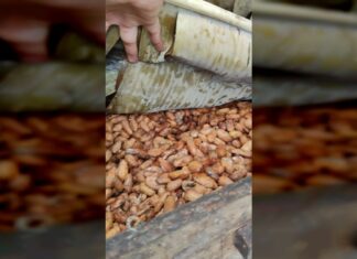 De esta manera el CENIDIC impulsa avances en el cacao De esta manera el CENIDIC impulsa avances en el cacao