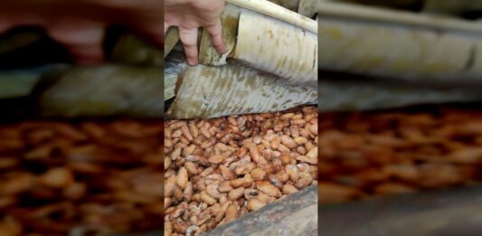 De esta manera el CENIDIC impulsa avances en el cacao