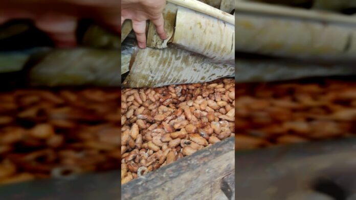 De esta manera el CENIDIC impulsa avances en el cacao De esta manera el CENIDIC impulsa avances en el cacao
