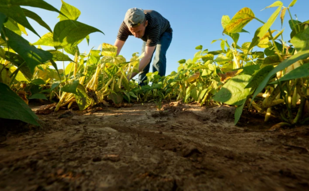 ACAV invitó a participar en el Programa Maestras y Maestros Agrícolas La ACAV