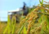Venezuela aumenta su producción de arroz La producción de arroz
