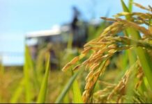 La producción de arroz