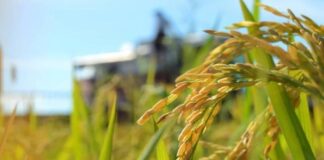 La producción de arroz