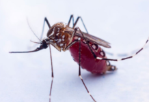 Vacuna rusa dengue