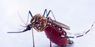 Vacuna rusa dengue